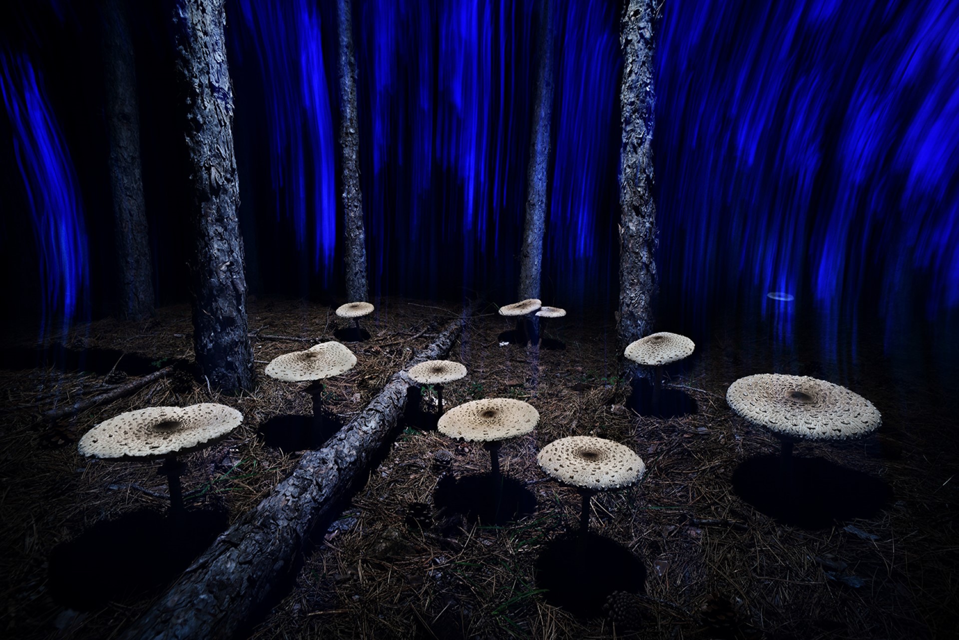 MontPhoto Magic mushrooms