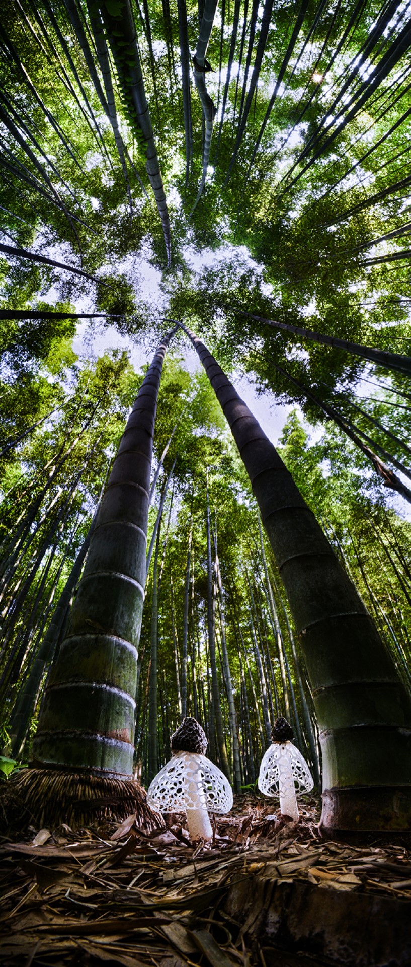 Spirits Of The Bamboo Forest