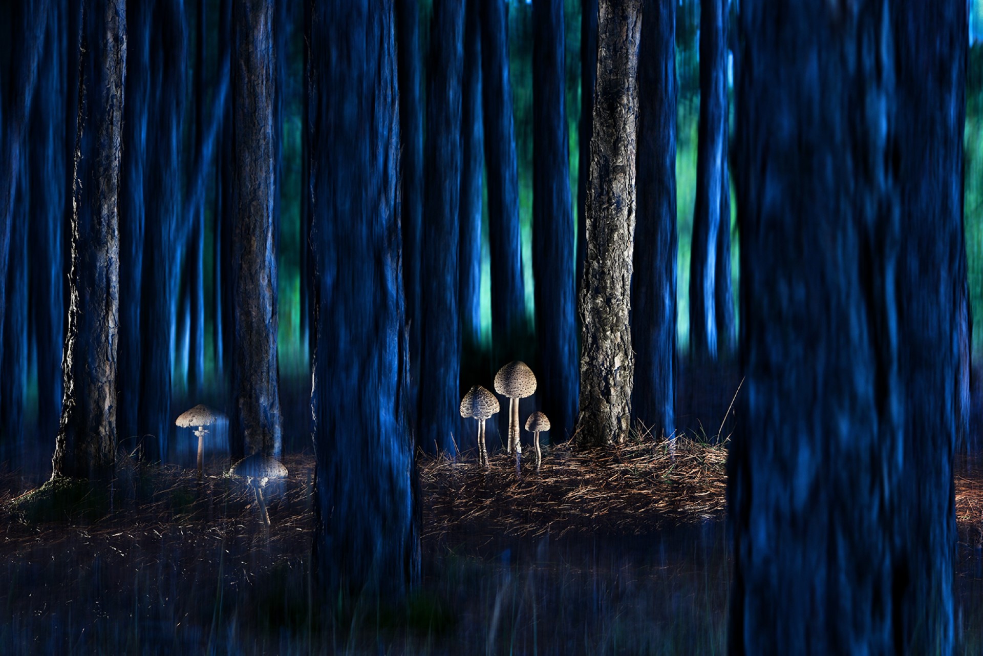 Rain's Visitors at Dusk