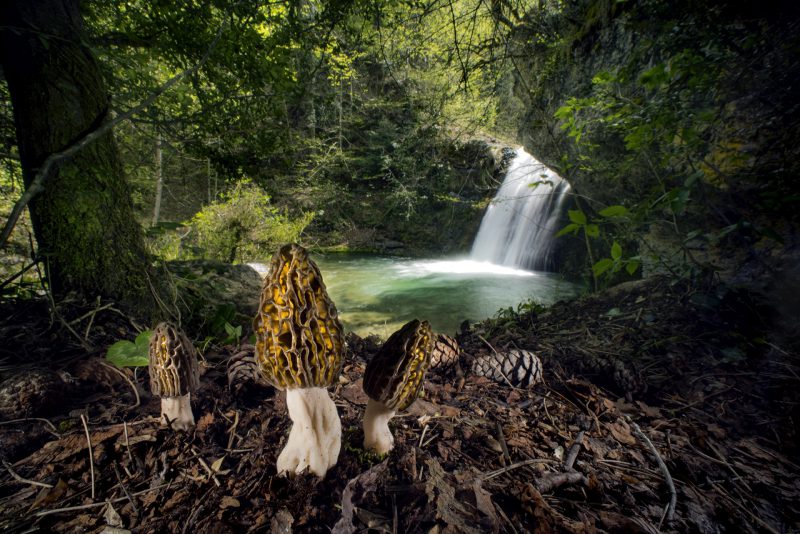 The Magical morels